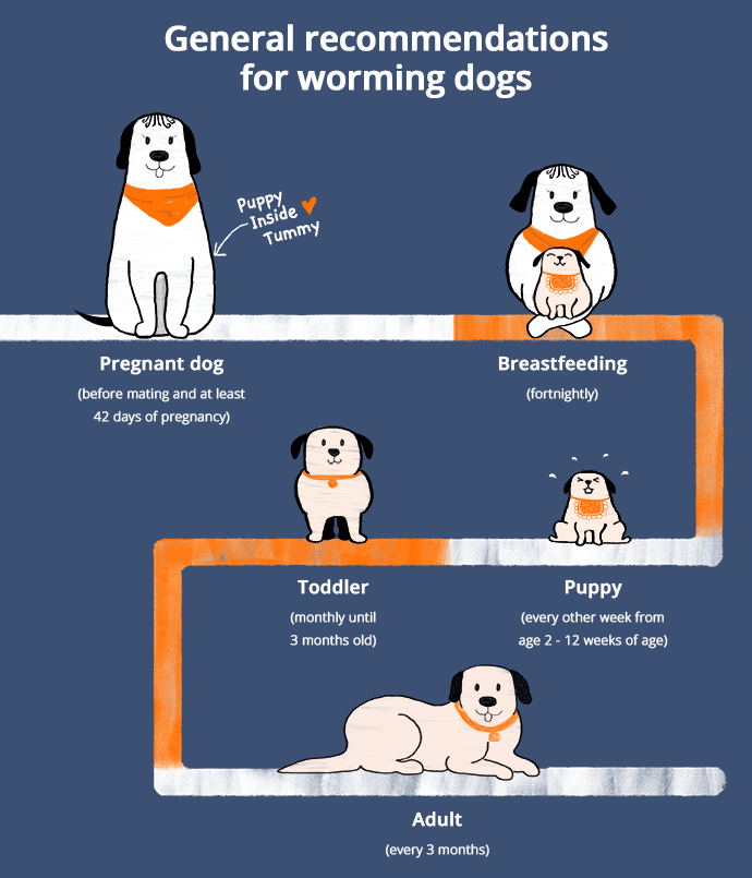how often do you have to worm a puppy